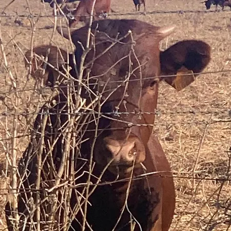 Luxury tent La Via De La Yurta *