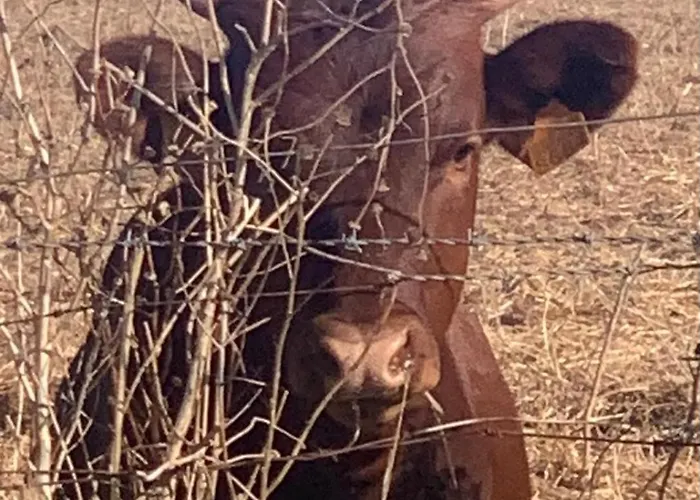 Luxury tent La Via De La Yurta *